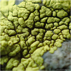 Acarosporaceae