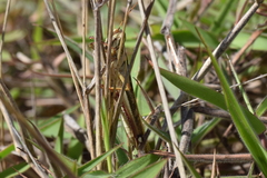 Schistocerca