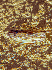 Arocephalus longiceps
