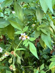 Apis mellifera