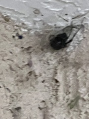 Latrodectus mactans