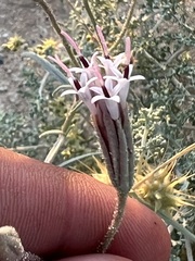 Palafoxia arida arida