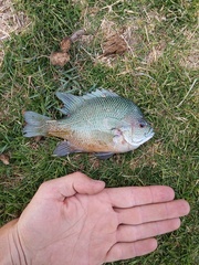 Lepomis aquilensis