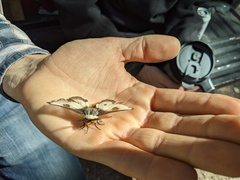 Hemileuca nevadensis