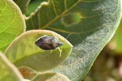 Tynacantha marginata