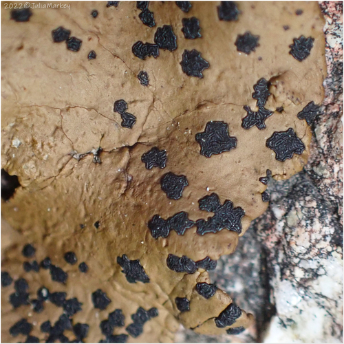 Emery Rocktripe Lichen