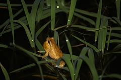 Boana pulchella