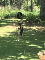 Sciurus niger shermani