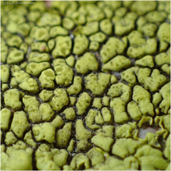Acarosporaceae