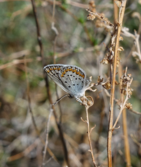 Plebejus argyrognomon