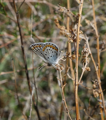 Plebejus argyrognomon