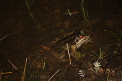 Leptodactylus luctator