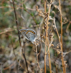 Plebejus argyrognomon
