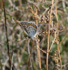 Plebejus argyrognomon