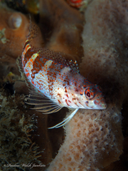 Malacoctenus triangulatus