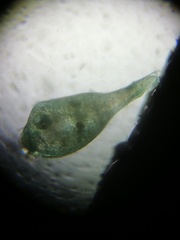 Stentor coeruleus