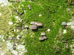 Syntrichia papillosa