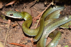 Dendrophidion brunneum