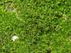 Syntrichia papillosa