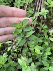 Callisia repens