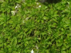 Syntrichia papillosa