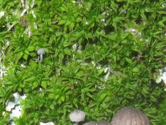 Syntrichia papillosa