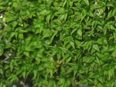 Syntrichia papillosa