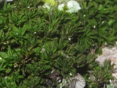 Syntrichia papillosa