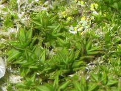 Syntrichia papillosa