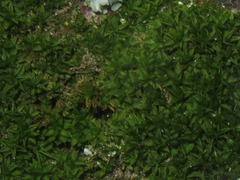 Syntrichia papillosa