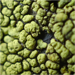 Acarosporaceae