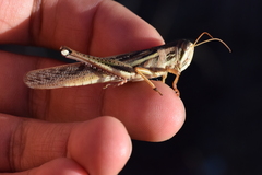 Schistocerca pallens