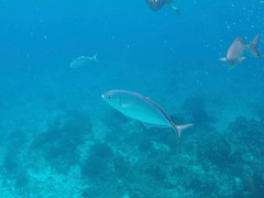 Caranx ruber