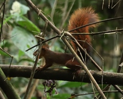 Sciurus spadiceus