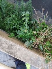 Lactuca virosa