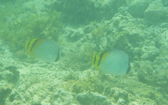 Chaetodon vagabundus