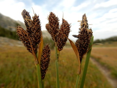 Carex paysonis