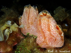 Aplidium elegans