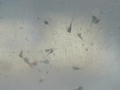 Stentor coeruleus