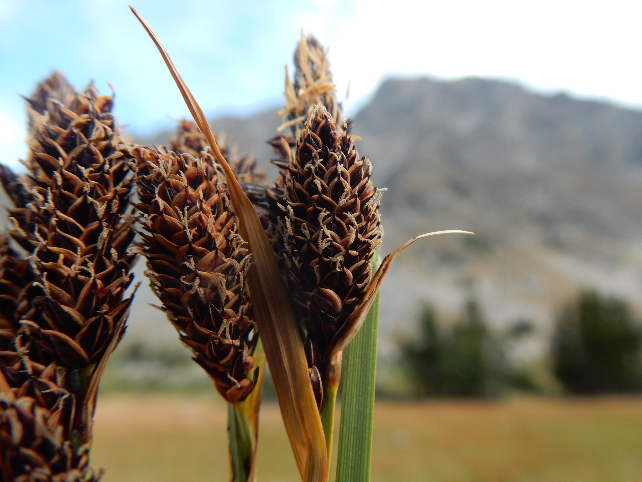 Carex paysonis