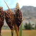 Carex paysonis - Photo (c) Matt Lavin, algunos derechos reservados (CC BY)