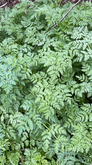 Anthriscus caucalis