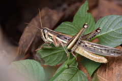 Schistocerca pallens