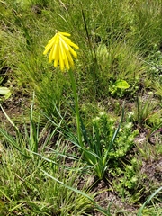 Kniphofia