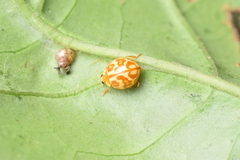 Neocalvia blanchardi