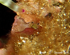 Eualus occultus