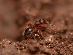 Myrmecina americana