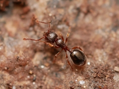 Myrmecina americana