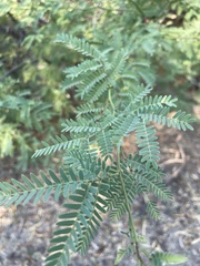 Prosopis pallida