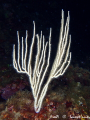 Eunicella singularis